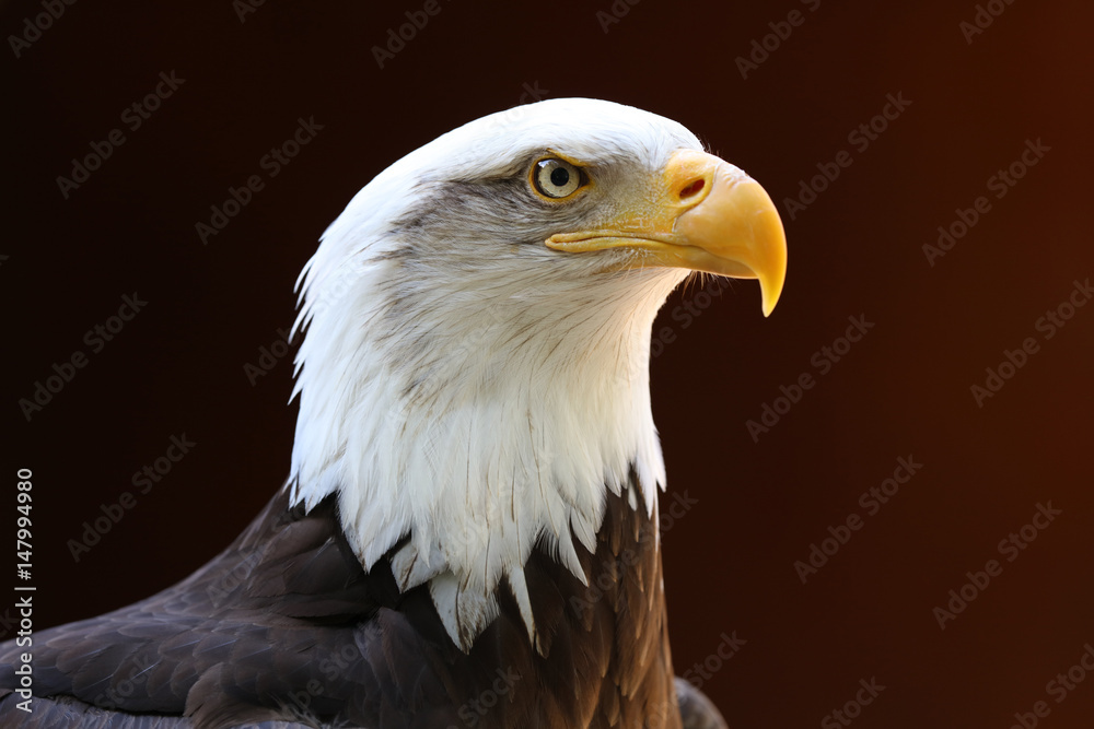 Portrait of a Bald Eagle with dark background Portrait of a Bald Eagle with dark background