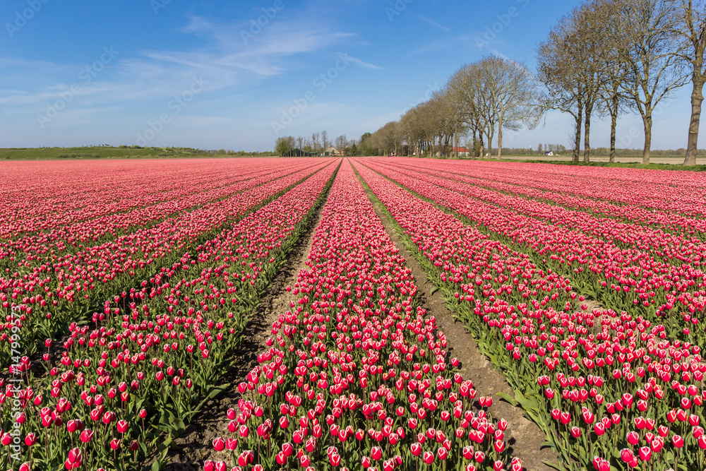 Red and white tulips in the Noordoostpolder