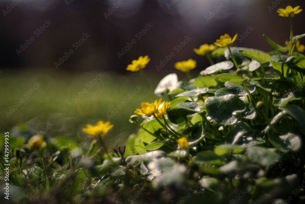 Fototapeta premium Ficaria verna (Ranunculus ficaria)