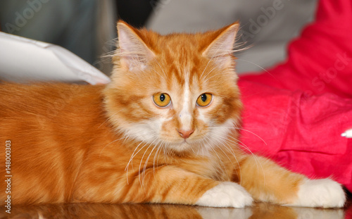 Obraz na plátně red Bobtail cat, Cymric (Longhaired Manx)