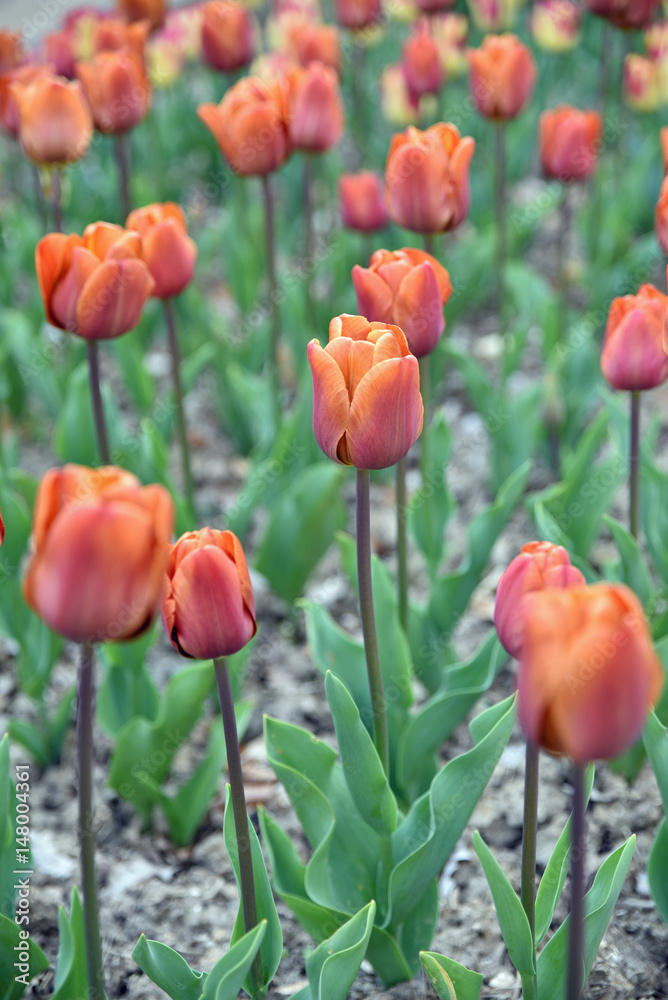 Fototapeta premium Tulipes orange au jardin au printemps