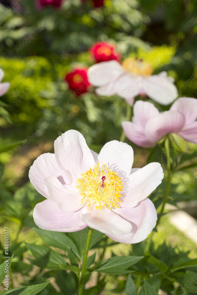 芍薬の花咲く 芍薬の花咲く