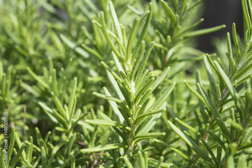 Close-up of rosemary herb plant 