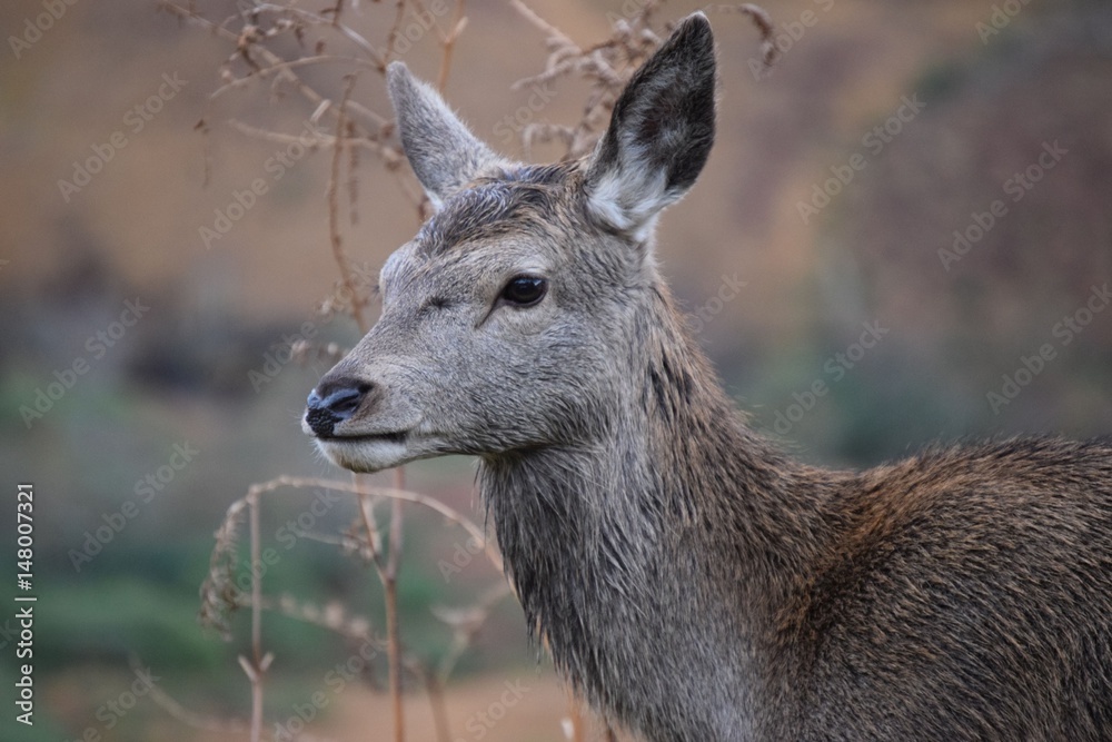 Single Female Deer Posing in the Wild