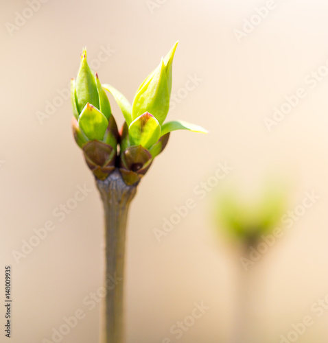 A green bud grows on a tree in the spring