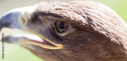 Portrait of an eagle in a park