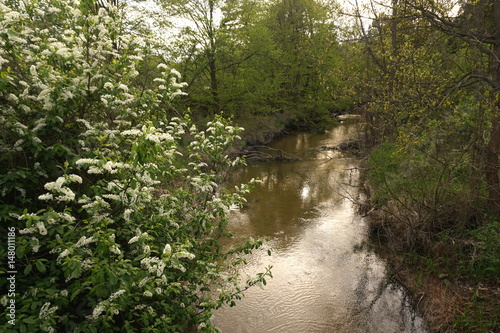 Spring River in the forest © taraskobryn