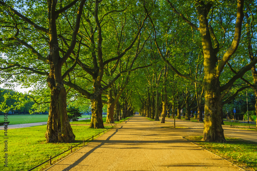 Spring in the park,avenue of trees, green leaves, green grass Spring in the park,avenue of trees, green leaves, green grass