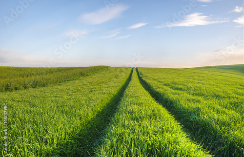 Panorama of a green  spring field in the morning light