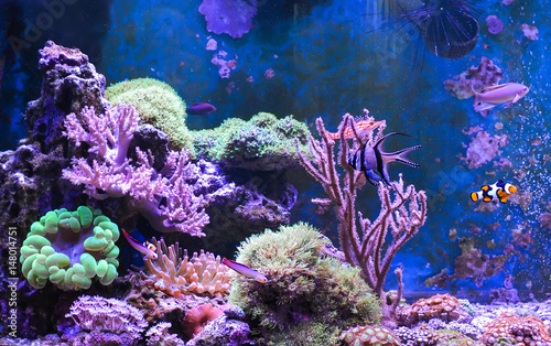 Reef tank  marine aquarium. Blue aquarium full of fishes and plants. Tank filled with water for keeping live underwater animals. Gorgonaria. Clavularia. Zoanthus. Zebra apogon. Zebrasoma. Percula.