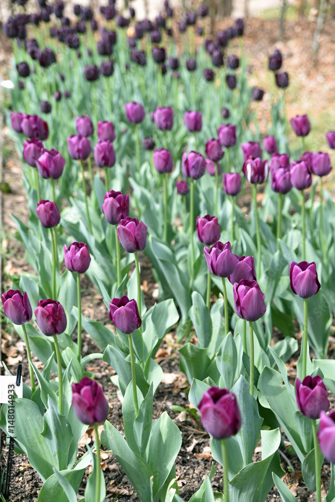 Tulipes violettes et noires au printemps au jardin Tulipes violettes et noires au printemps au jardin