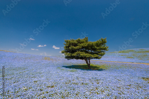 Nemophila, flower field at Hitachi Seaside Park in spring, Japan, selected focus at the tree photo