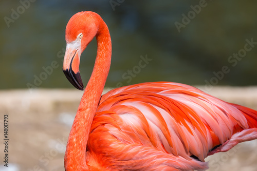 Closeup of a red flamingo with blurry background