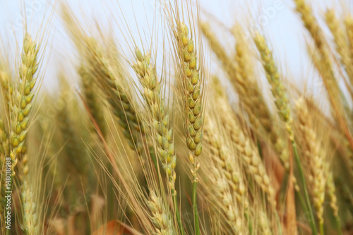 close up photo of wheat field. © tomertu