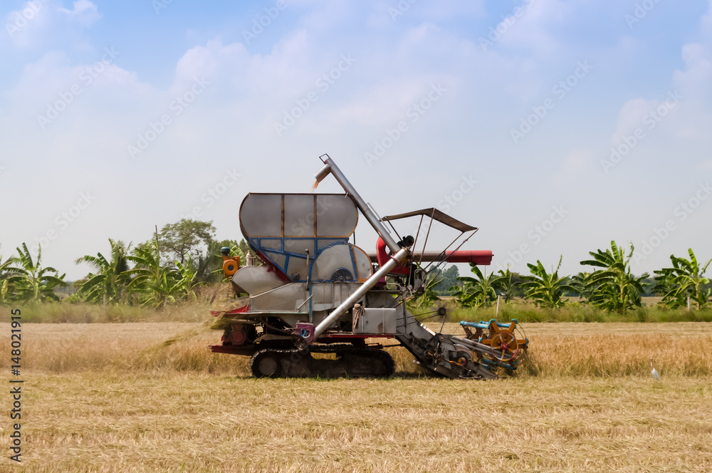 Fototapeta premium Rice combine harvester working in ripe rice field