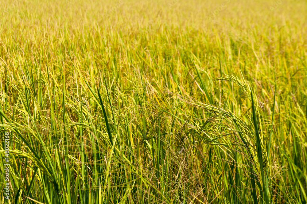 Bright ripe rice field under strong sunlight