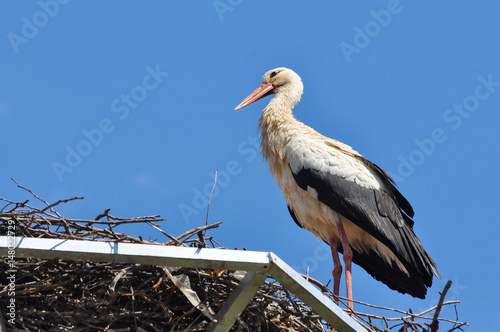 White stork standing in its nest in warm weather. Stork in a nest on a pole

