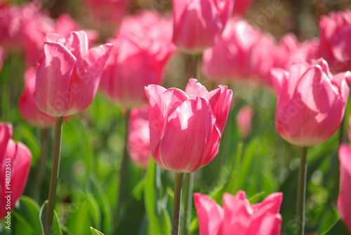 Fototapeta Naklejka Na Ścianę i Meble -  Tulipes rose au printemps au jardin