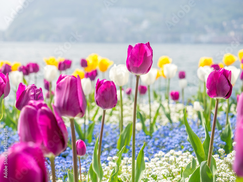 Fototapeta Naklejka Na Ścianę i Meble -  Tulips side of Lake Lugano, Switzerland