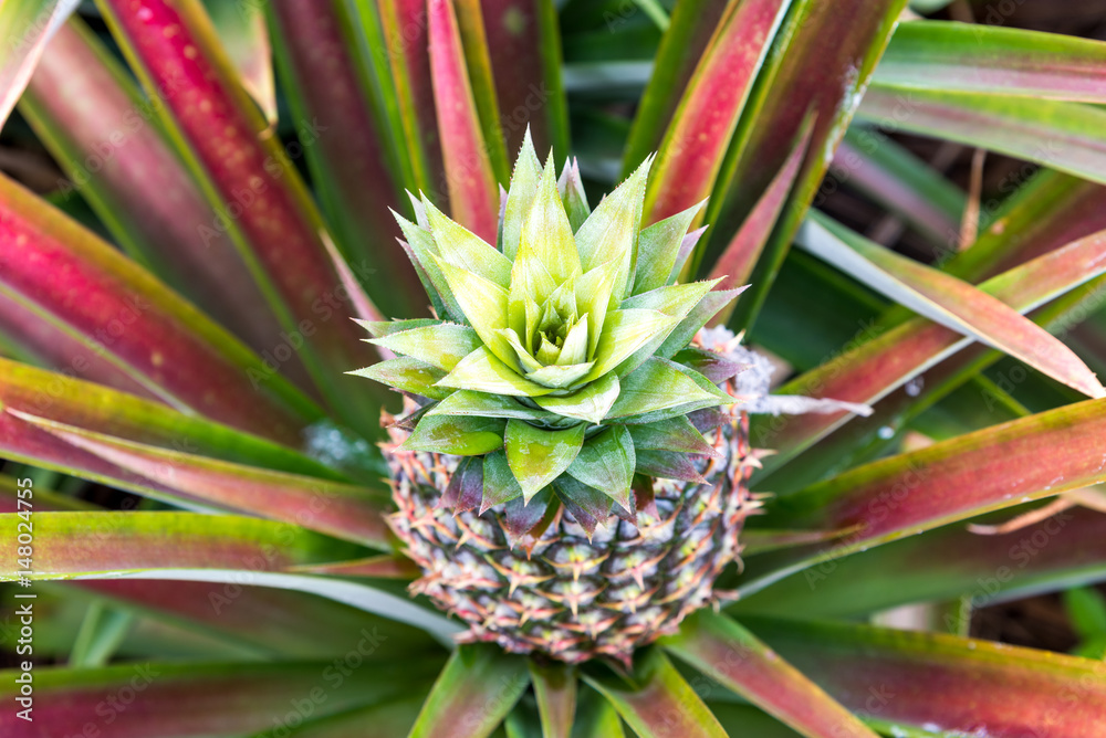 Pineapple tropical fruit growing in garden. pineapple on pineapple field.Farm agriculture concept. Pineapple tropical fruit growing in garden. pineapple on pineapple field.Farm agriculture concept.