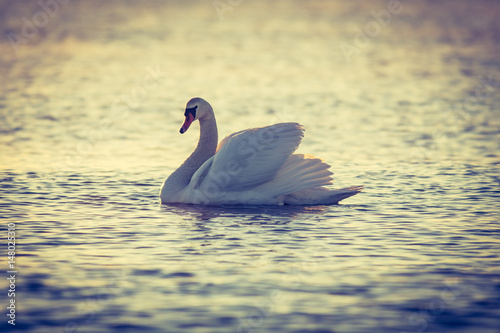 Swan floating on the water at sunrise. Baltic Sea