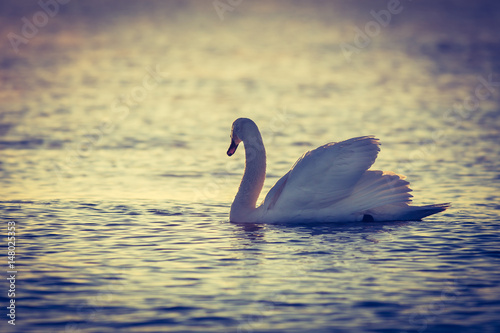 Swan floating on the water at sunrise. Baltic Sea