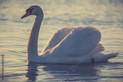 Swan floating on the water  at sunrise. Baltic Sea