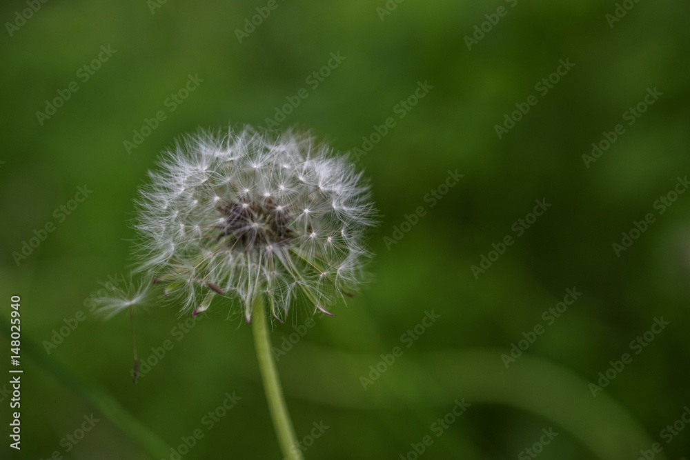 Dandelion Dandelion