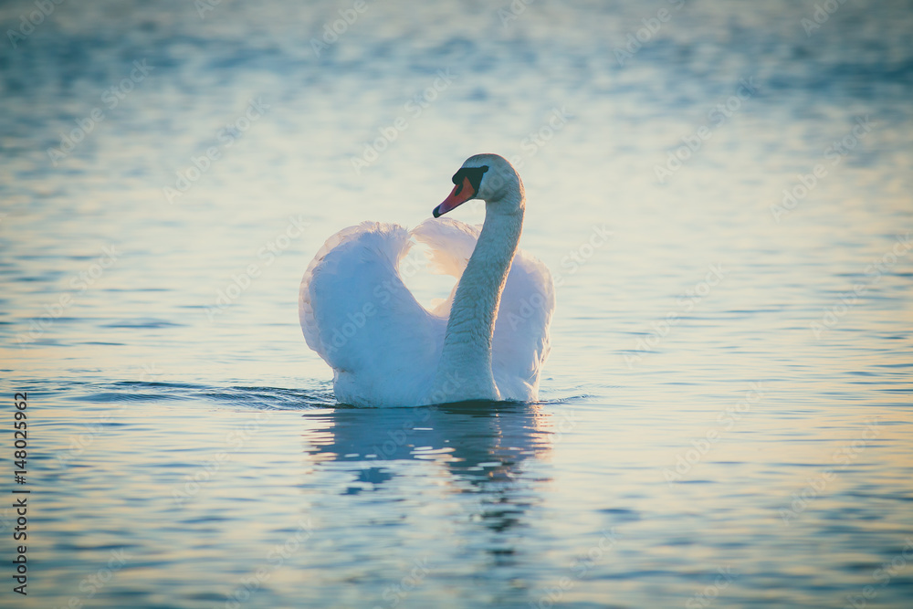 Swan floating on the water at sunrise. Baltic Sea Swan floating on the water at sunrise. Baltic Sea