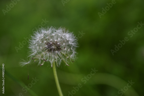 Dandelion