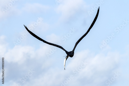 Frigate Birds Flying