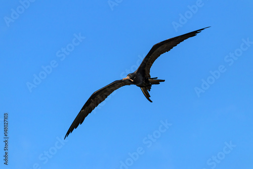 Frigate Birds Flying