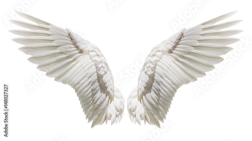 Natural white wing plumage