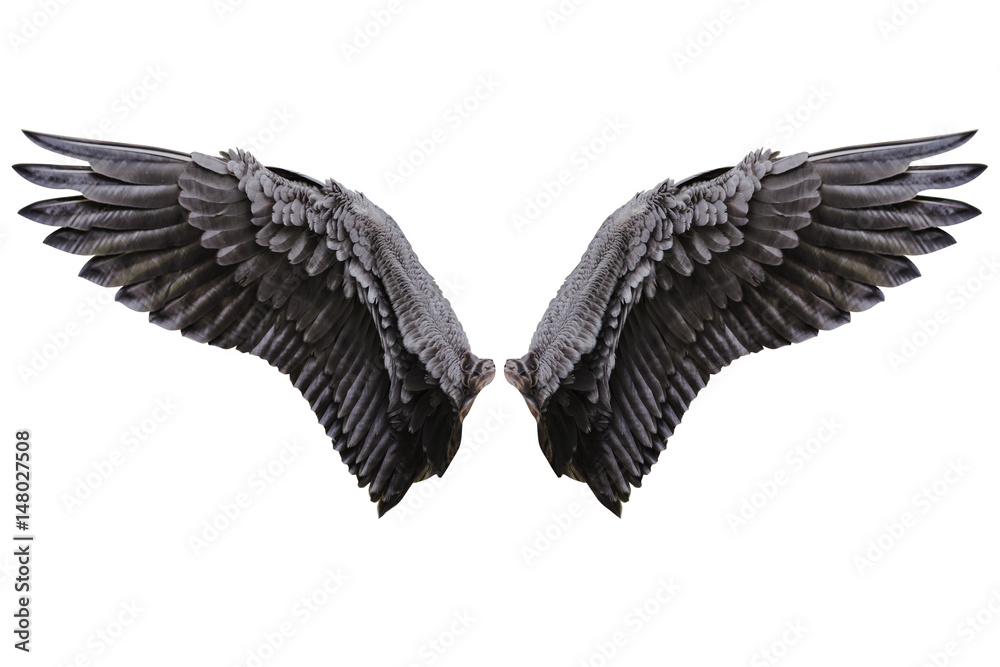 Angel wings, Natural black wing plumage Stock Photo