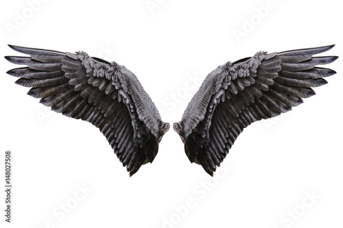 Fototapeta Skrzydła Anioła, upierzenie w naturalnym czarnym skrzydle