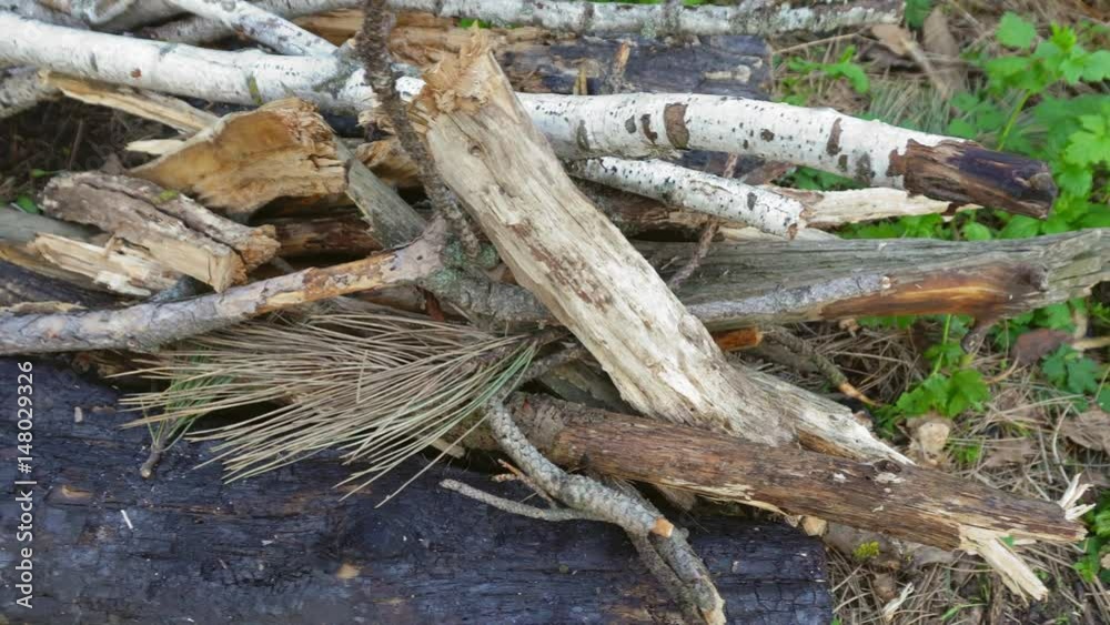 Dry branches and firewood. Preparing for the fire. Dolly shot. Dry branches and firewood. Preparing for the fire. Dolly shot.