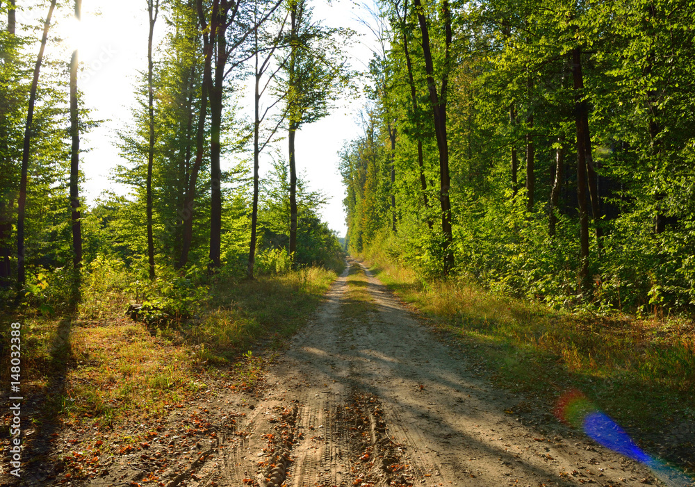 Obraz premium rich green trees in a summer forest