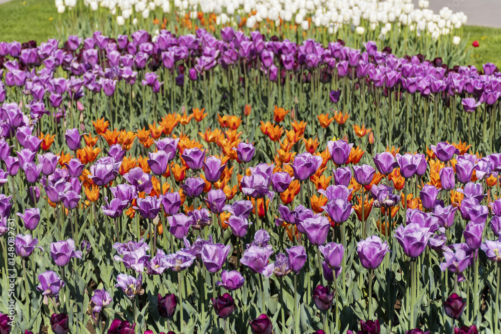 Fototapeta premium beautiful colorful tulips in a spring blooming garden