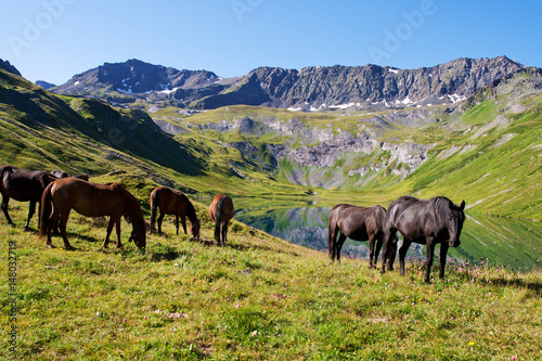 Horses graze on alpine pasture