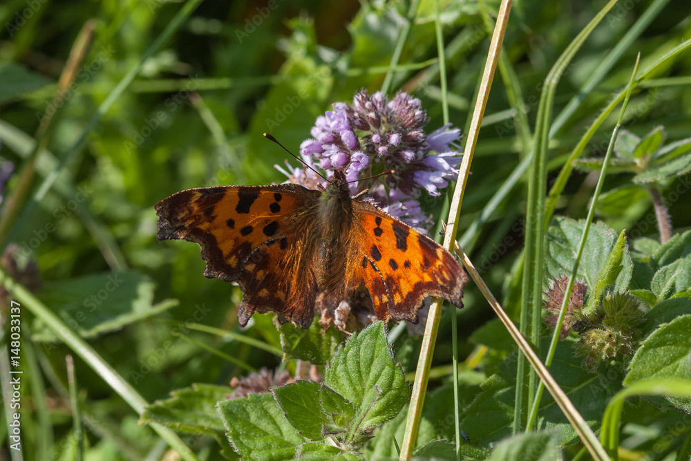 Obraz premium C-Falter