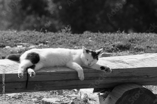 Sleeping cat on the bench - black and white