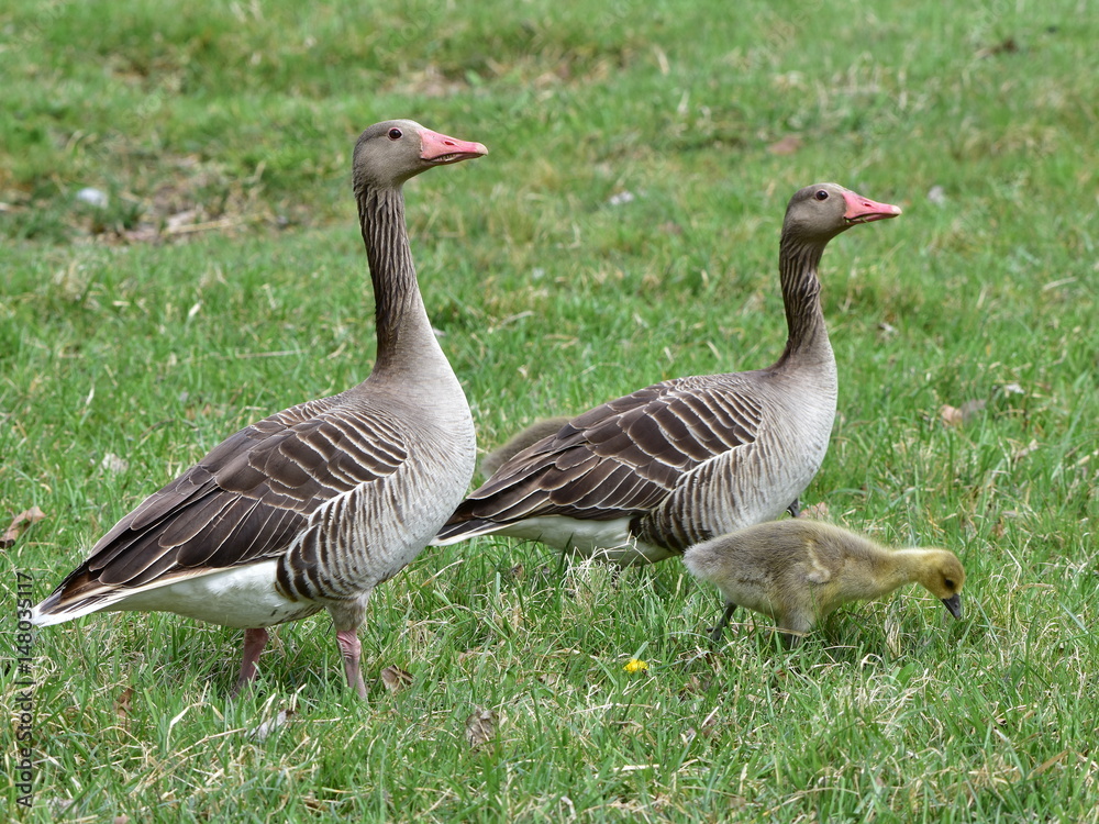 greylag goose with its chicks,Neusiedler Seelake in Austria greylag goose with its chicks,Neusiedler Seelake in Austria