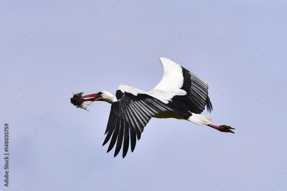 Fototapeta premium white stork in flight,Neusiedler see lake,Austria