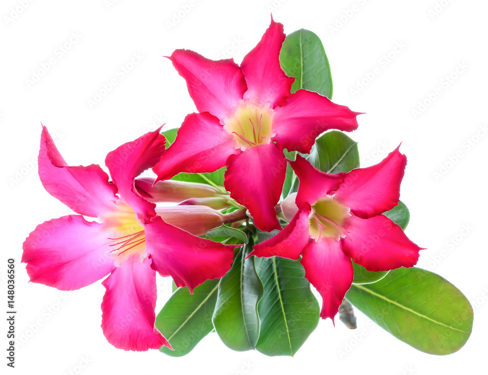 Azalea flowers isolated on white background Azalea flowers isolated on white background