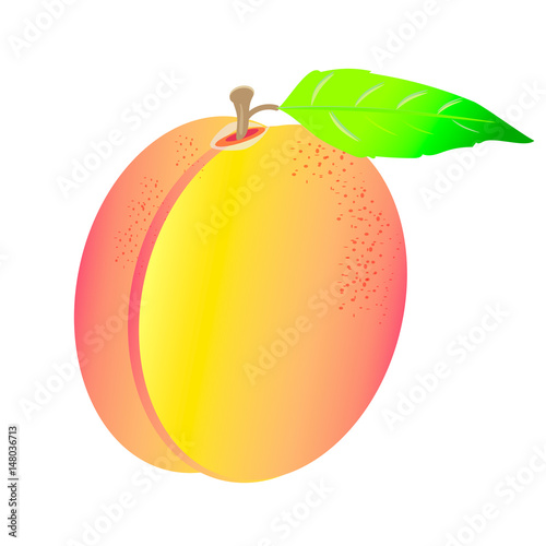 Vector illustration of ripe apricot on white background