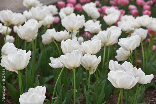 Tulipes blanches au jardin au printemps