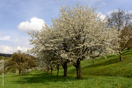 field of blossoming apple trees  baden