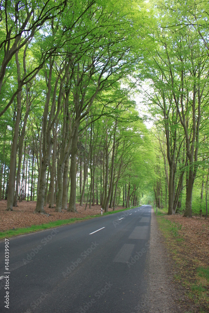 forêt forêt
