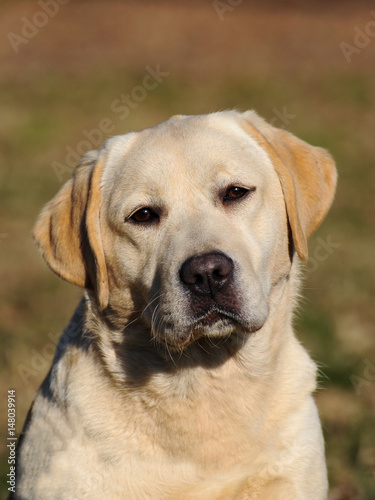 Yellow Labrador Retriever dog