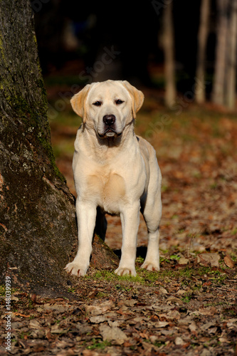 Yellow Labrador Retriever dog